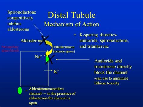 Image result for spironolactone mechanism of action | Action, Pharmacology, Lithium toxicity