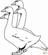 Four Geese coloring page  Free Printable Coloring Pages sketch template