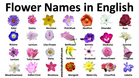 5 Petal Purple Flower Names - Home Alqu