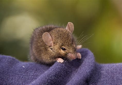 Free photo: Antechinus, Marsupial Mouse - Free Image on Pixabay - 1461266