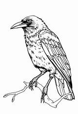 Crow Coloring Pages 4 Free Printables sketch template
