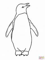 9  Adelie Penguin Coloring Page For You Cosjsma sketch template