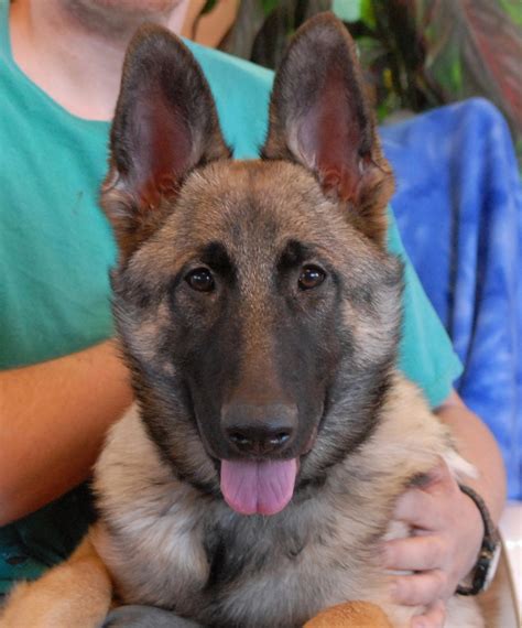 Lobo, a jubilant German Shepherd puppy for adoption.