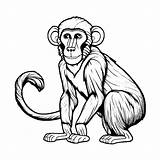 Baboon Coloring Page For Storybook Illustration · Creative Fabrica sketch template