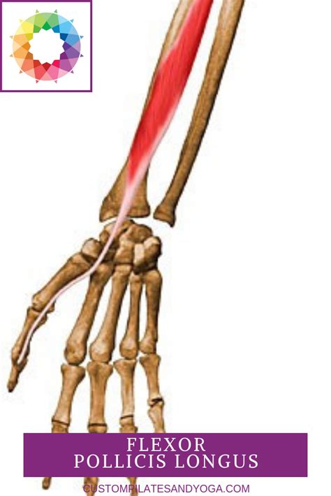 Flexor Pollicis Longus - fingersandfeathersh