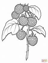 Raspberries coloring page  Free Printable Coloring Pages sketch template