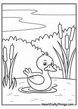Ducks In A Pond Coloring Page Pages sketch template