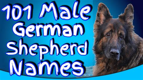 101 German Shepherd Male Names - Perfect Boy German Shepherd Names - YouTube