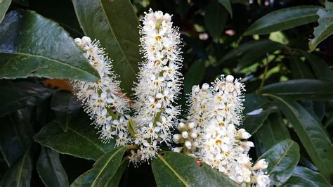 Growing Cherry Laurel Plant - How To Care For Cherry Laurel