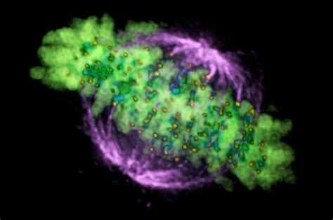 Spindle Fibers Mitosis