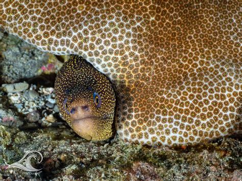 Goldentail Moray hiding under Blushing Star Coral, Stetson Bank, Flower ...