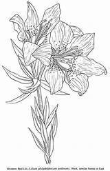 Flower Bulb Coloring Pages sketch template