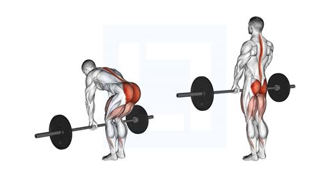 Barbell Romanian Deadlift - Guide, Benefits, and Form