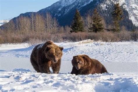 Alaska Wildlife Conservation Center | Portage | ALASKA.ORG