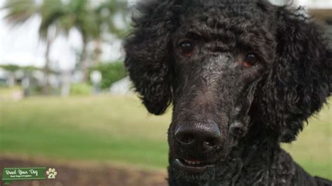 AKC STANDARD POODLE - Stud Dog in FL, United States | Breed Your Dog