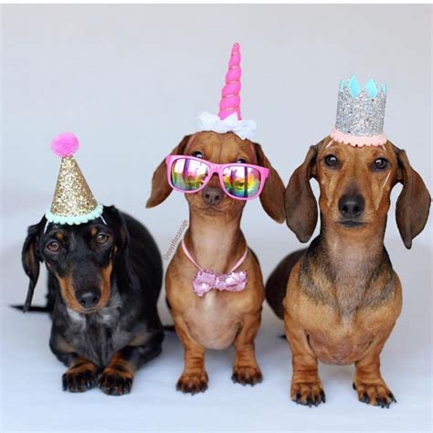 All you need is love and a dachshund. Or 3. @mayathesausage celebrating 80k IG furiends 💕 #doxie ...