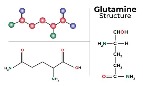 Glutamate Structure