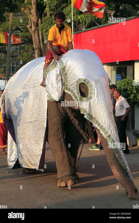 Elephant Festival Sri Lanka High Resolution Stock Photography and Images - Alamy