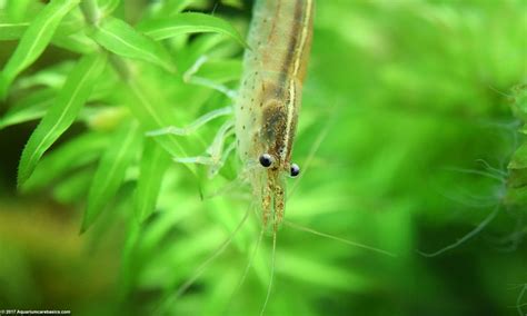 Freshwater Shrimp Can Be Great Additions To A Tank - Video