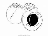 Apricot Coloring Page For Kids  Free Printable Pages sketch template