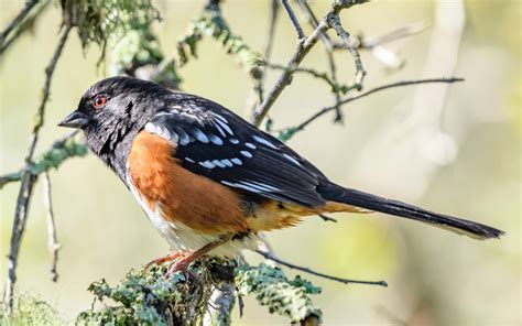 21 Popular Birds With Red Eyes (With Photos) - Animal Hype