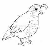 Quail Colouring Page Stock Illustrations – 28  sketch template