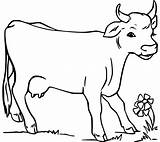 Cow Coloring Pages 8 Printable Sheets Simple To Draw Easy For Kids  sketch template