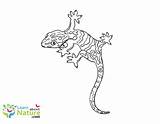 Leopard Gecko Coloring Pages sketch template