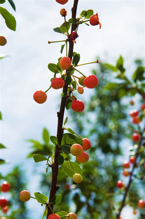 CHERRY NORTH STAR For Sale in Boulder Colorado