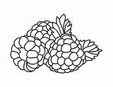 Free Printable Raspberry Coloring Page sketch template
