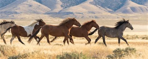 Wild horses need to stop ruling the range | Explore Big Sky