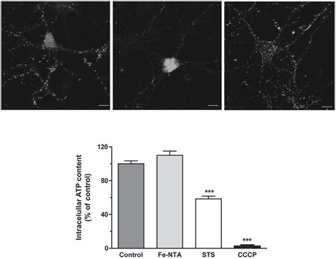 | Top panels: cytochrome c release. (A) Representative images of ...