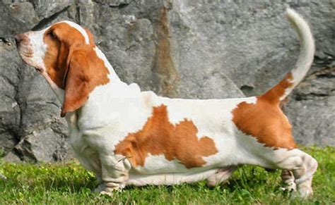 11 Short Legged Dog Breeds - Facts About The Lovable Dwarf Dogs - Petmoo