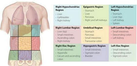 Regions of Abdomen Archives - PT Master Guide