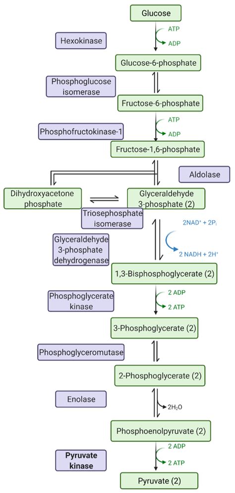 Pathogens | Free Full-Text | Pyruvate Kinase, Inflammation and Periodontal Disease