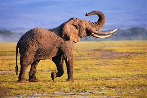 African Elephant Wallpapers - Wallpaper Cave