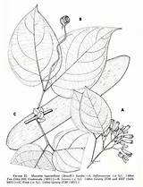 Botany Coloring Pages sketch template
