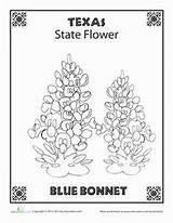 Bluebonnet Flower Coloring Page  Animal sketch template