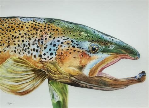 Brown Trout Original Watercolor Painting | Trout painting, Fish art ...