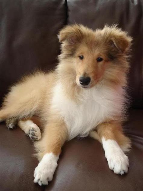 Warms the heart | Collie dog, Beautiful dogs, Puppies