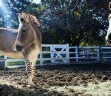 Zonkey - Description, Habitat, Image, Diet, and Interesting Facts