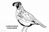 California Quail Coloring Pages  Free Printable sketch template