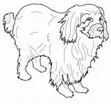 Newfoundland coloring page  Super Coloring sketch template