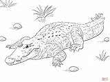 African Nile Crocodile coloring Page  Free Printable Coloring Pages sketch template