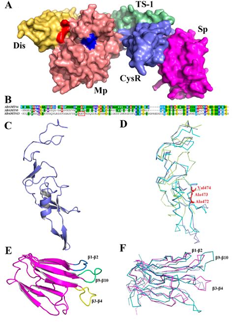 Exosites in ADAMTS5 ancillary domains. (A) Surface structure of ADAMTS5 ...