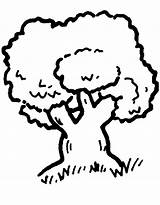 Simple Oak Tree coloring Page  Download Print Or Color Online For Free sketch template