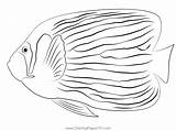 Emperor Angel Fish Coloring Page For Kids  Free Angelfishes Printable sketch template