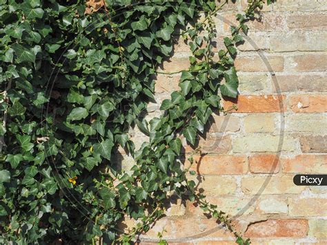 Image of Ivy Plant Wall-FG895787-Picxy