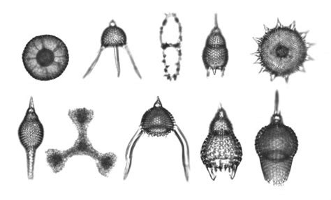 Radiolaria: microworld's architecture - MORPHOCODE