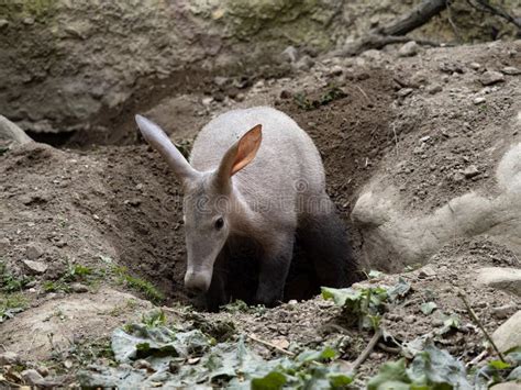 Aardvark, Orycteropus Afer, Carefully Explores the Surroundings of Its ...